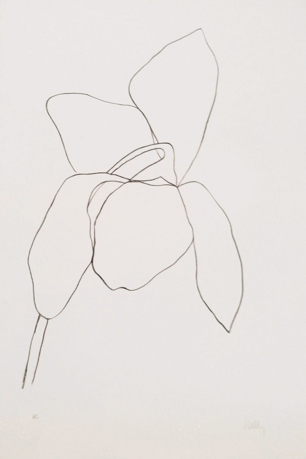 23. Kelly, Cyclamen I