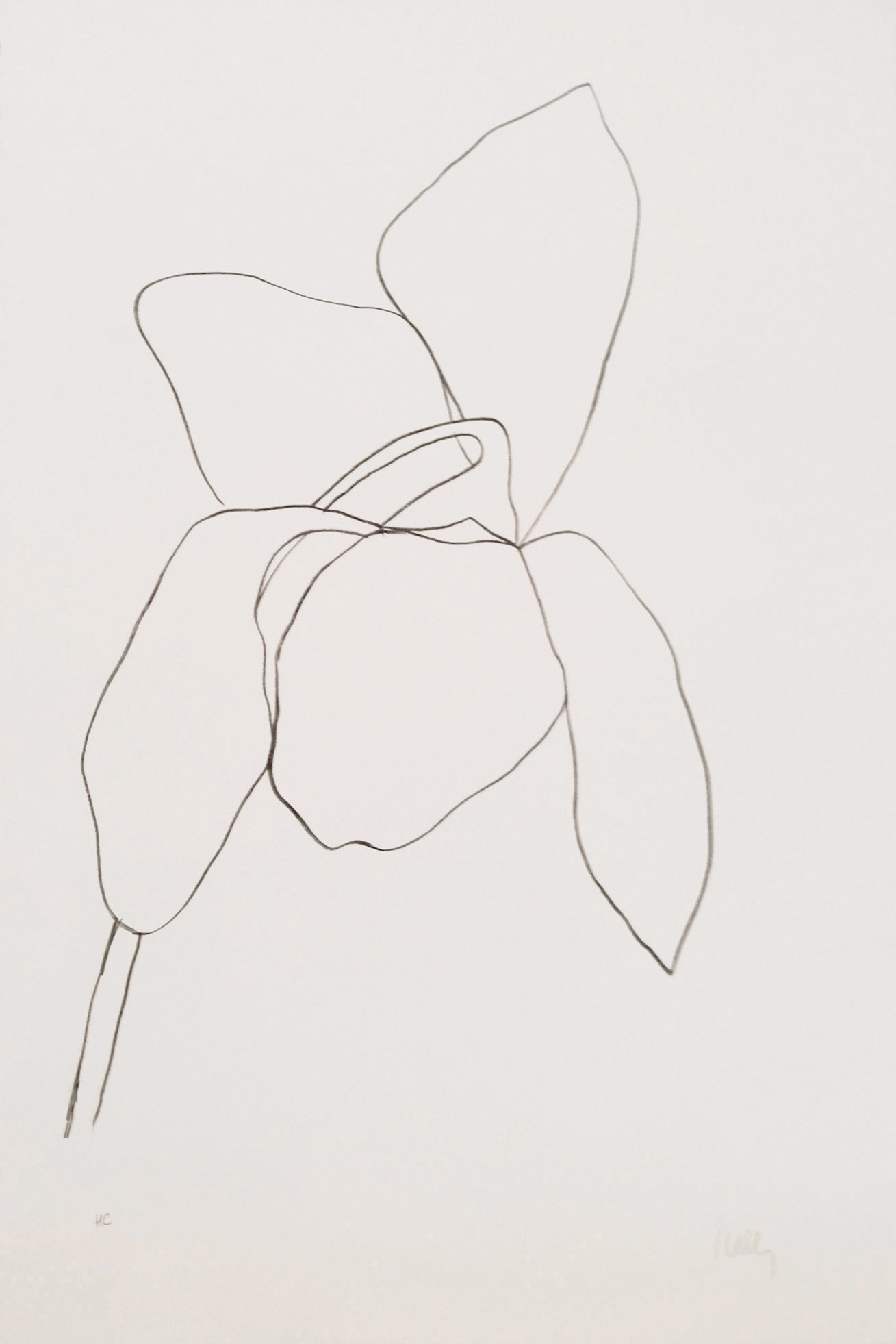 Cyclamen I