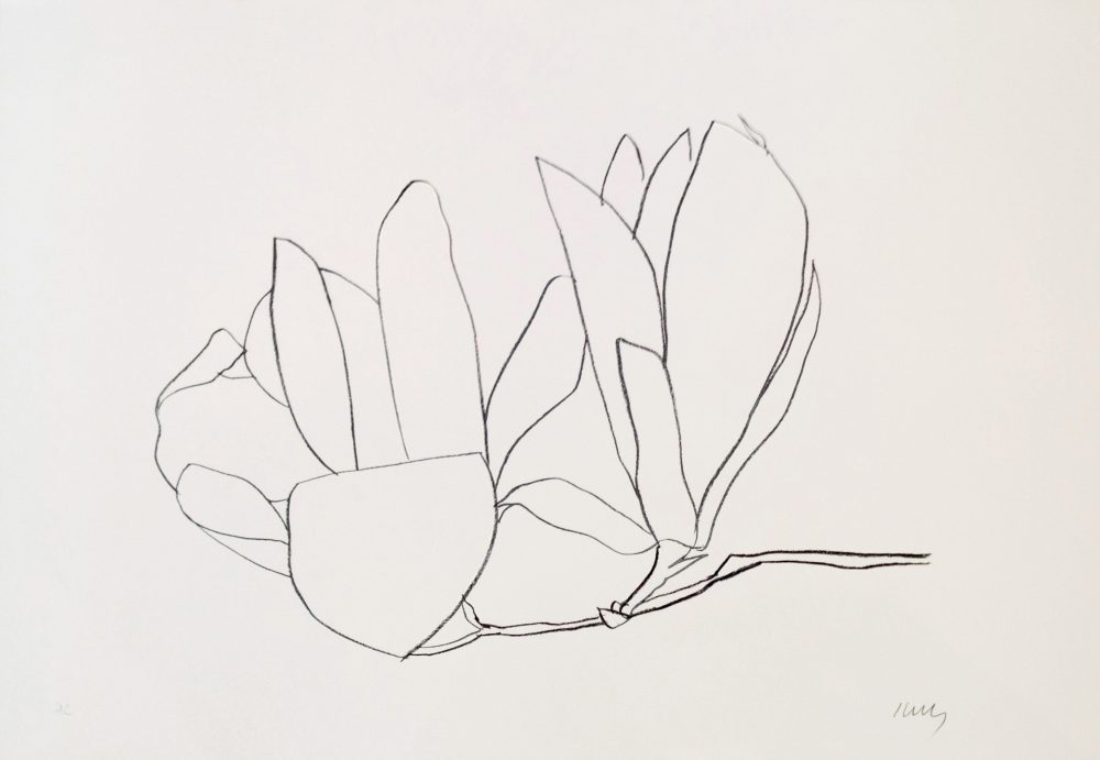 27. Kelly, Magnolia