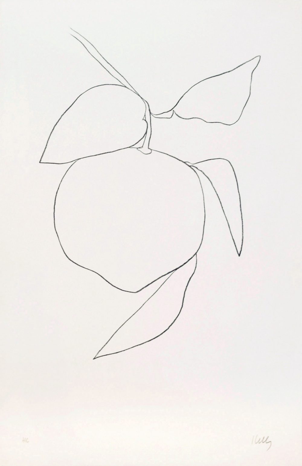31. Kelly, Pamplemousse (Grapefruit)
