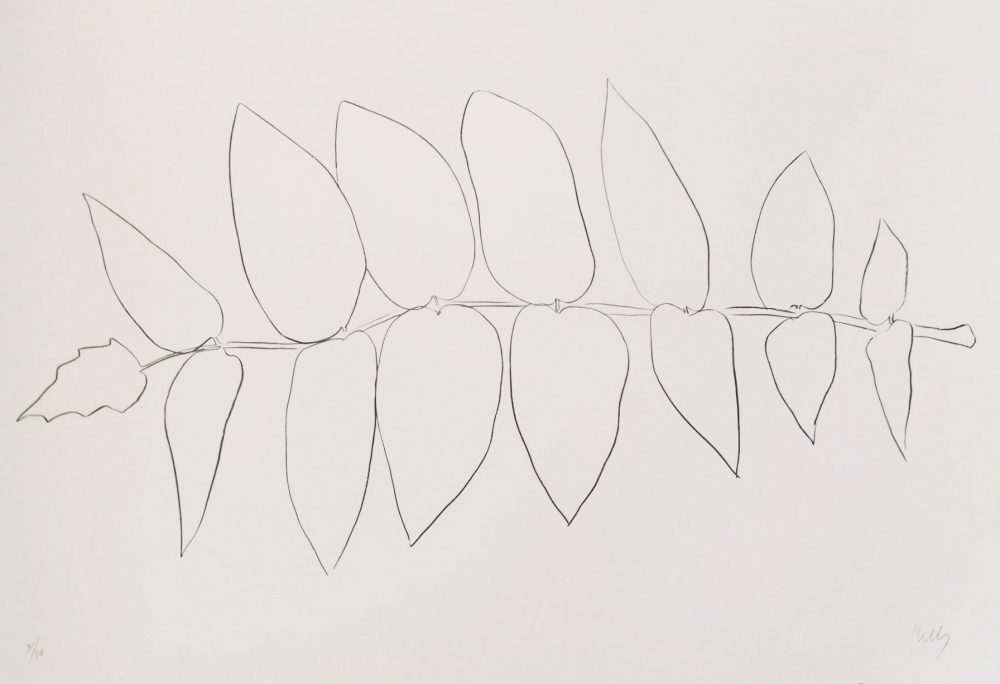 39. Kelly, Vernis de japon I (Ailanthus Leaves I)